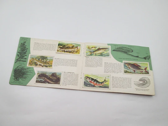 Freshwater fish picture cards album. Brooke Bond. 50 colour images. England. 1960's
